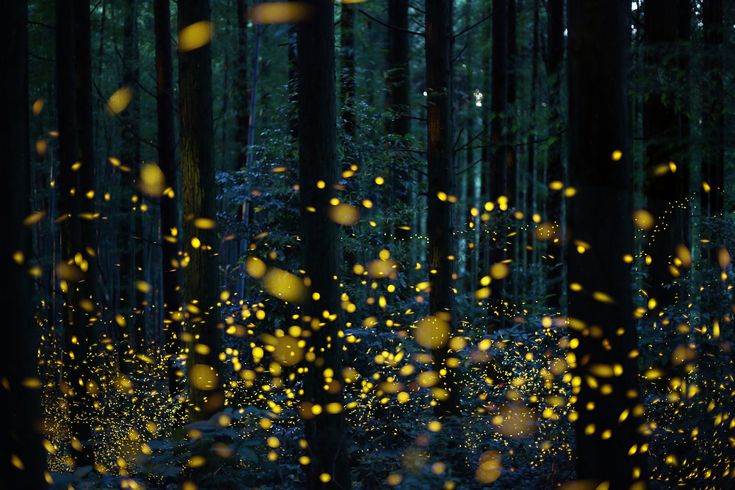 firefly forest at best resort in navi mumbai