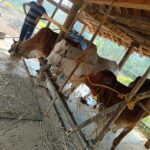 Cows being fed under a shaded shelter at Tadmal Resort, showcasing rural farm life and natural living