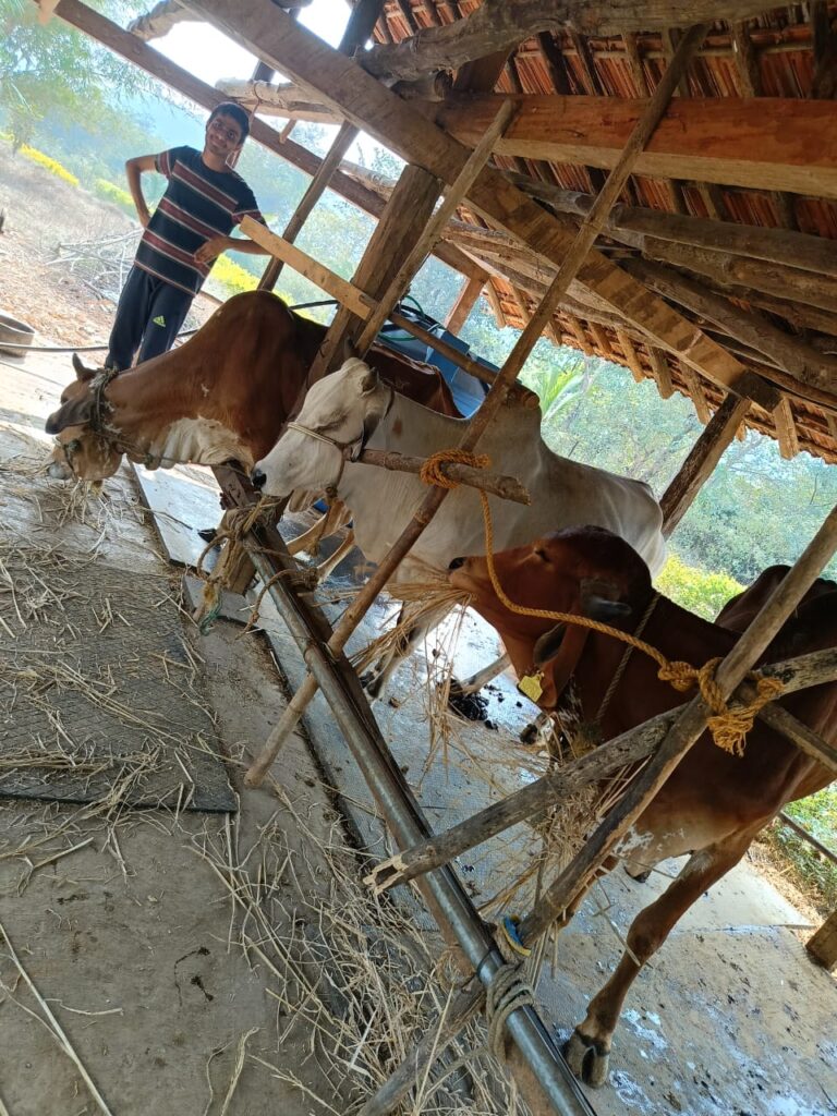 Cows being fed under a shaded shelter at Tadmal Resort, showcasing rural farm life and natural living