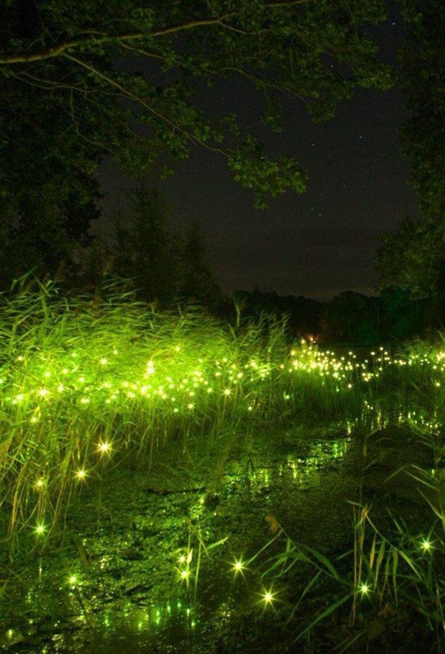firefly event at affordable resort near navi mumbai