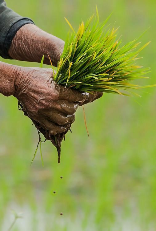 rice planting