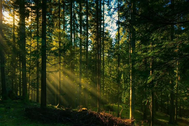nature and forest Near Mumbai