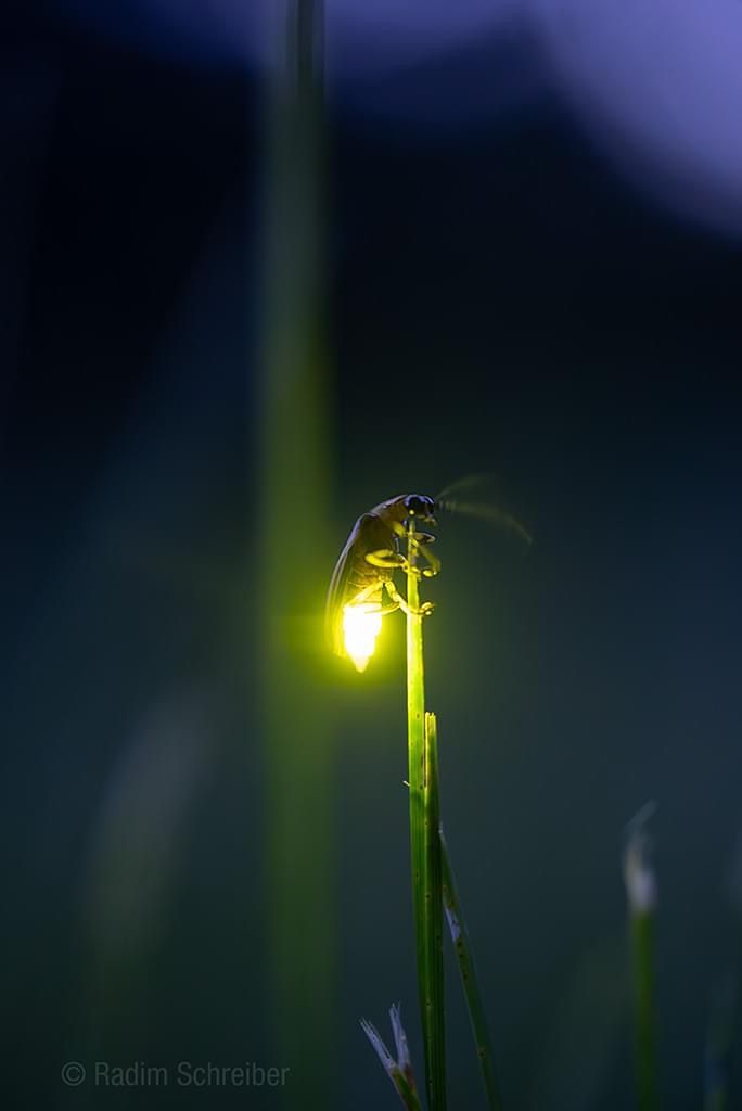 firefly
