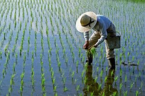 rice planting