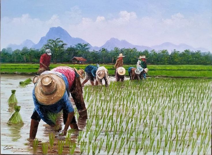 rice planting