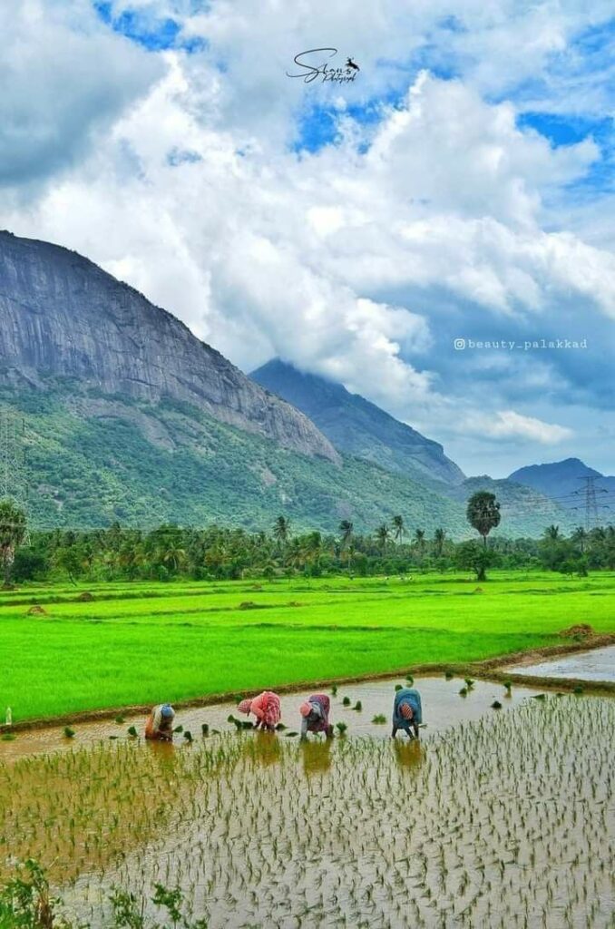 budget-friendly resort near Panvel